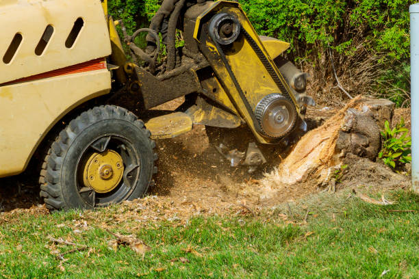 Professional Tree Services in Sayre, OK