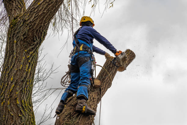 Best Tree Risk Assessment  in Sayre, OK