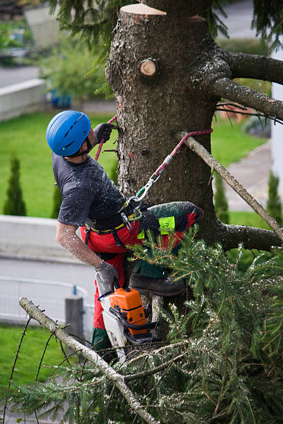 How Our Tree Care Process Works  in  Sayre, OK