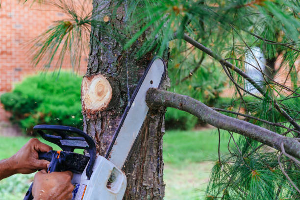 Best Palm Tree Trimming  in Sayre, OK